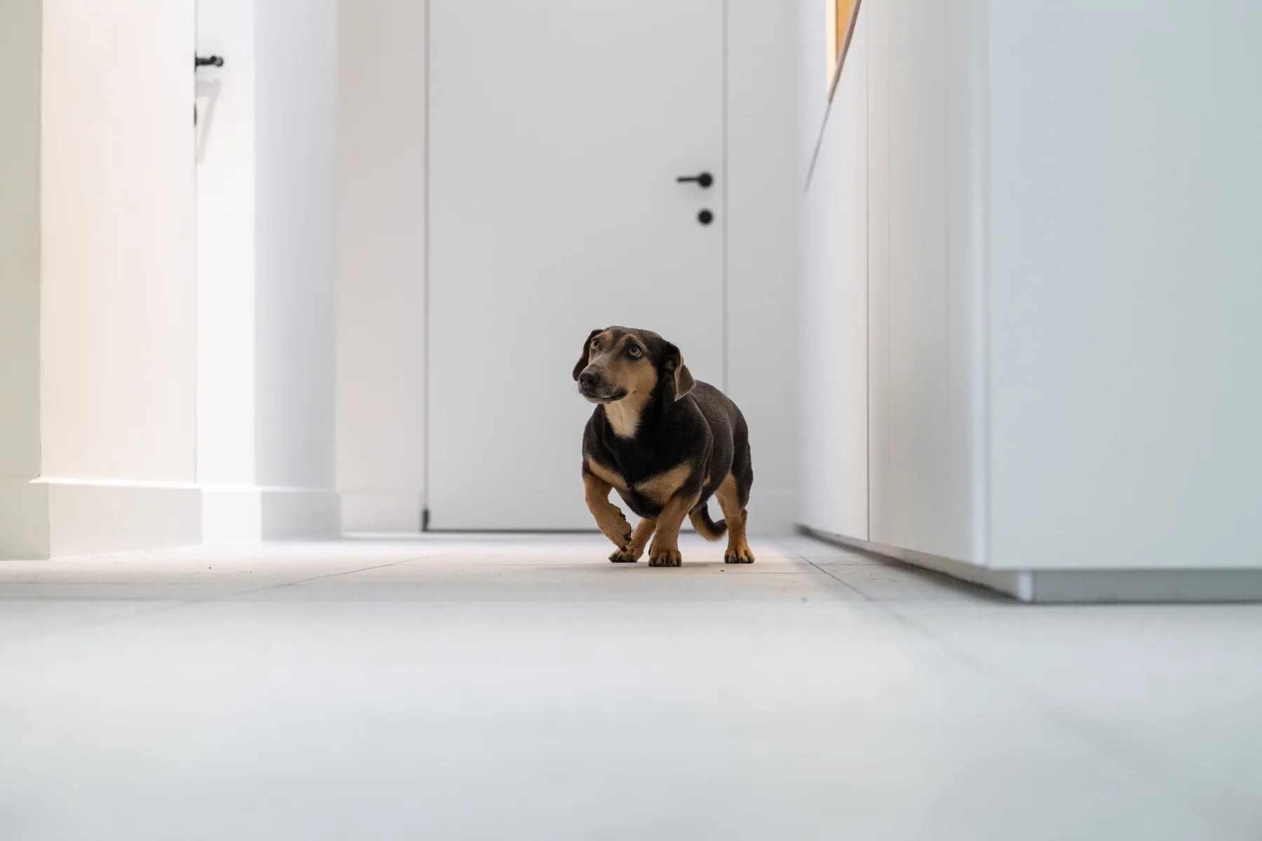 Hondje dierenarts Dasivet by Quality Living